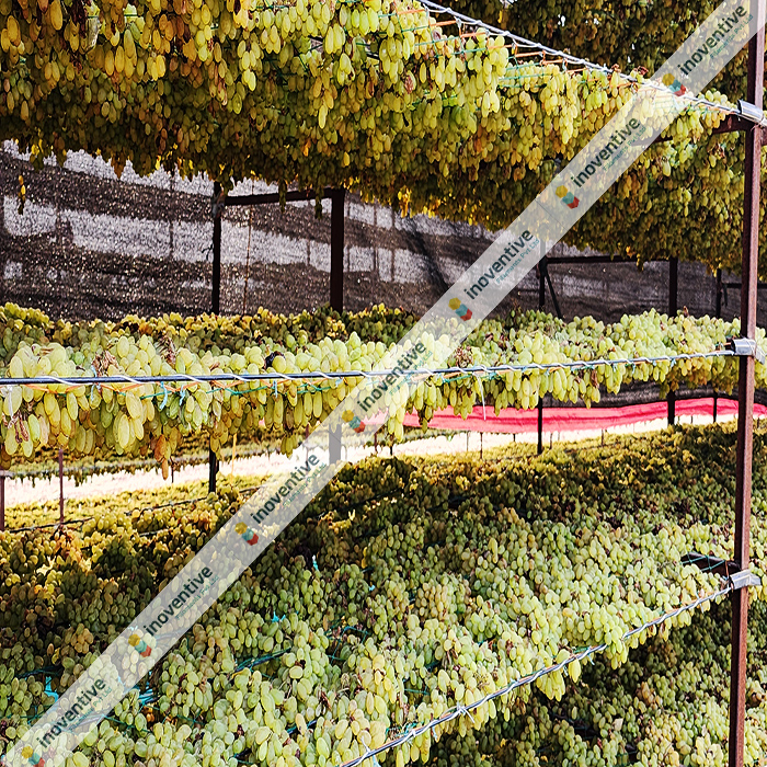 Agrosia Agriculture Wires: Revolutionizing Baidana for Raisin Production